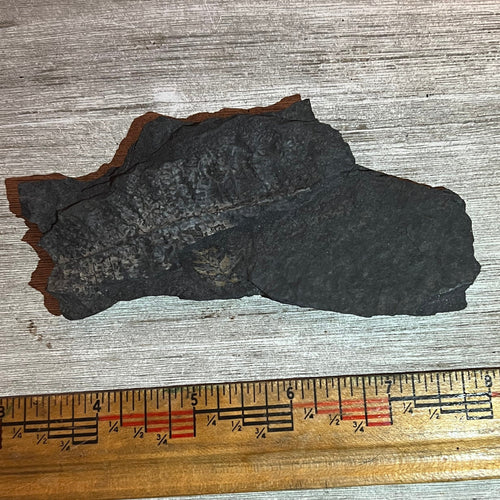 Pennsylvanian Fern fossil #9-018
