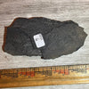 Pennsylvanian Fern fossil #9-020