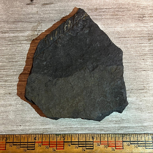 Pennsylvanian Fern fossil #9-025