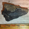 Pennsylvanian Fern fossil #9-030
