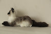 Siamese Cat Longhair MADE-TO-ORDER