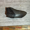 3+ Megalodon Tooth #6-005