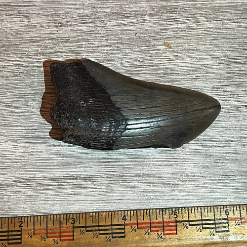 3+ Megalodon Tooth #6-005