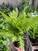 Fern Silver Lady - 6 Pot