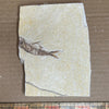 Knightia eocaena fossil #010-006