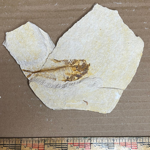 Diplomystus denatus fish fossil #010-010