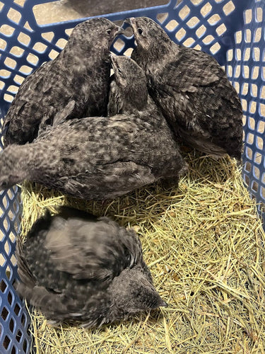 Black Quail Hatching Eggs - Pure Breed, Ideal for Aviary Hobbyists & Breeders