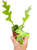 Shark Tooth Orchid Cactus