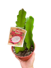 Dragon Fruit