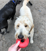 Life Ring eDispener Durable Rubber Chew Toy & Treat Dispenser