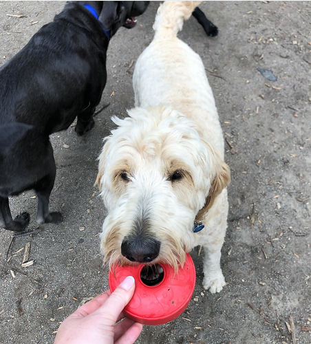 Life Ring eDispener Durable Rubber Chew Toy & Treat Dispenser