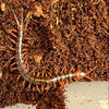 Scolopendra dehaani (Indonesian Black Cherry Centipede)