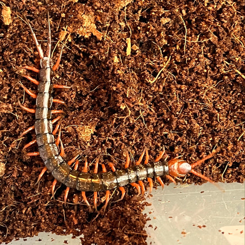 Scolopendra dehaani (Indonesian Black Cherry Centipede)