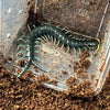 Ethmostigmus sp. (Borneo Blue Centipede)