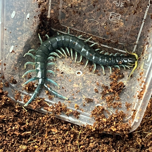 Ethmostigmus sp. (Borneo Blue Centipede)