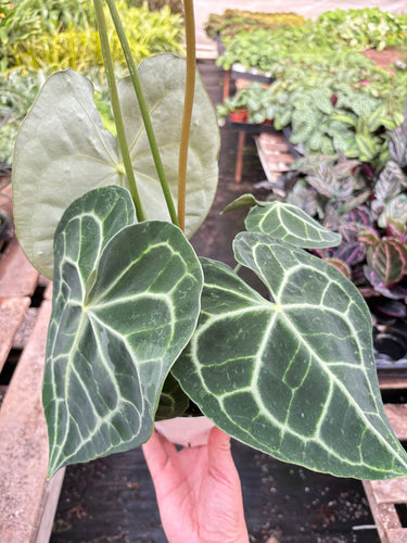 Anthurium 'Clarinervium'