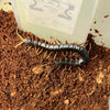 Scolopendra sp. (Mount Merapi Giant Black Centipede)