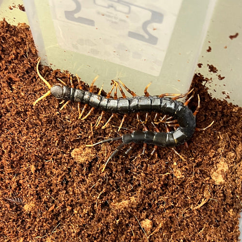 Scolopendra sp. (Mount Merapi Giant Black Centipede)
