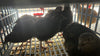 Black Quail Hatching Eggs - Pure Breed, Ideal for Aviary Hobbyists & Breeders