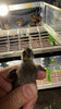 Black Quail Hatching Eggs - Pure Breed, Ideal for Aviary Hobbyists & Breeders