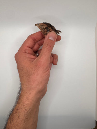 Freeze-Dried Quail Heads