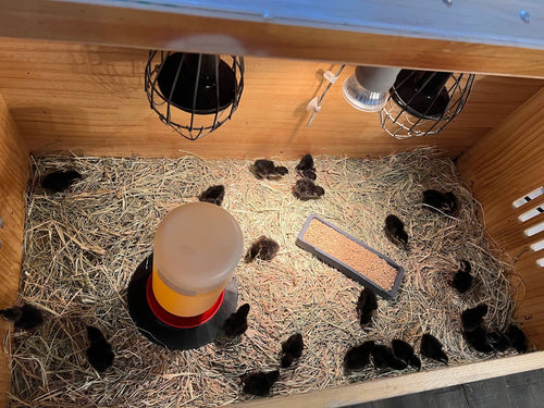 Black Quail Hatching Eggs - Pure Breed, Ideal for Aviary Hobbyists & Breeders