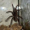 Theraphosa stirmi (Burgundy Goliath Birdeater Tarantula)