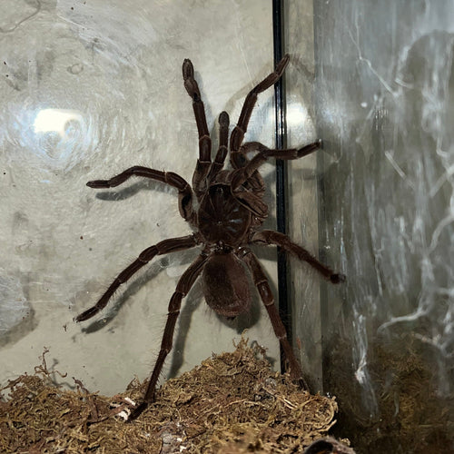Theraphosa stirmi (Burgundy Goliath Birdeater Tarantula)