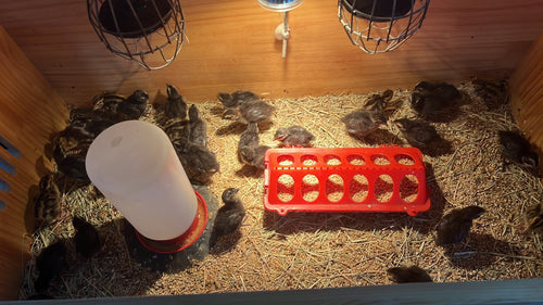 Black Quail Hatching Eggs - Pure Breed, Ideal for Aviary Hobbyists & Breeders