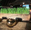 Non-GMO Wheat Seed for Wheatgrass and Cat Grass - Glyphosate Free