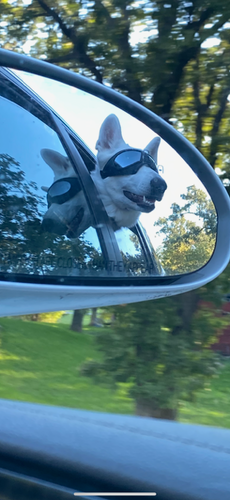 Doggles Dog Goggles Sunglasses
