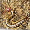 Scolopendra sp. Guizhou (Guizhou Tiger Centipede)