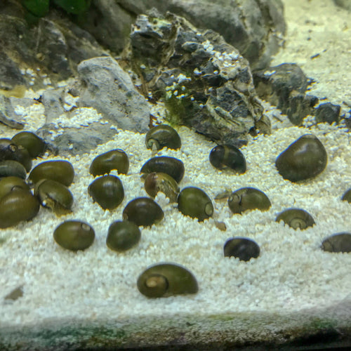 Olive Nerite Snails