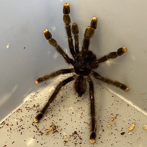Avicularia avicularia (Pink Toe Tarantula)