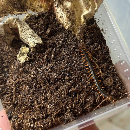 Scolopendra dehanni (Red Dragon Centipedes)