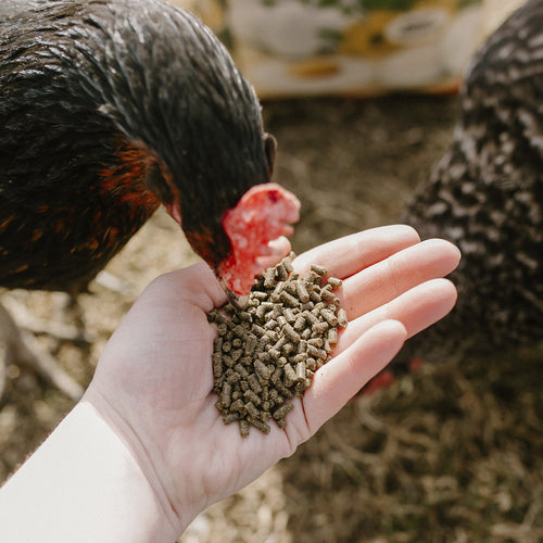 Henhouse Hemp Plus