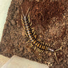 Scolopendra sp. piceoflava (Piceoflava Giant Centipede)