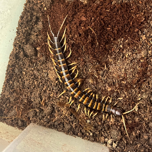 Scolopendra sp. piceoflava (Piceoflava Giant Centipede)