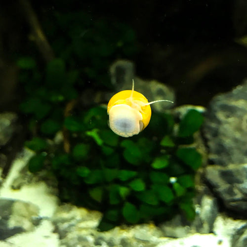 Mystery Snails