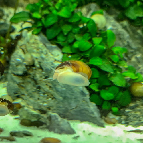 Mystery Snails