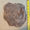Dinosaur Footprint - Grallator Track Fossil #006-013
