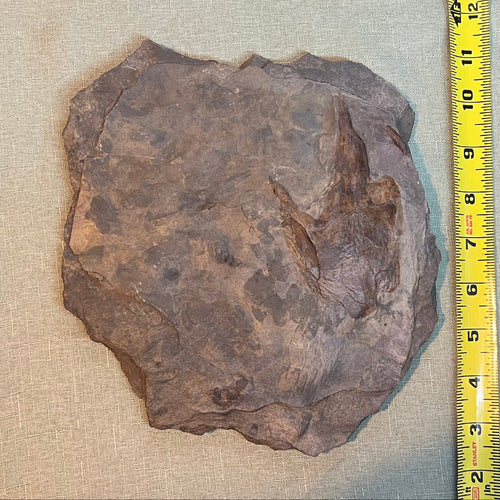 Dinosaur Footprint - Grallator Track Fossil #006-013