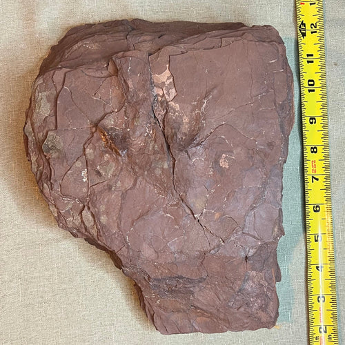 Dinosaur Footprint - Connecticut Ornithischian #006-014