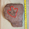Dinosaur Footprint - Connecticut Ornithischian #006-014