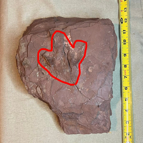 Dinosaur Footprint - Connecticut Ornithischian #006-014