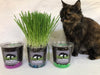 Mom’s Indoor Cat Tall Cat Grass Planter