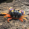 Gecarcinus quadratus (Halloween Crab)