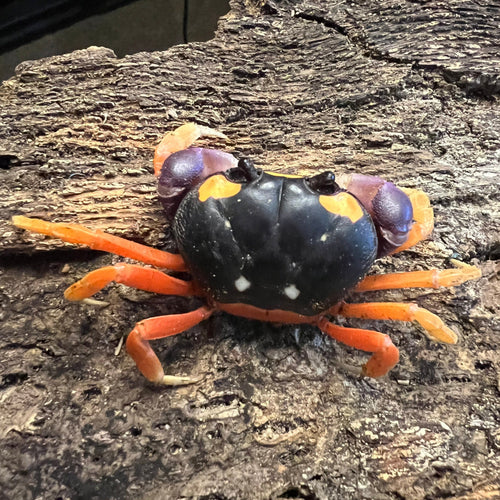 Gecarcinus quadratus (Halloween Crab)