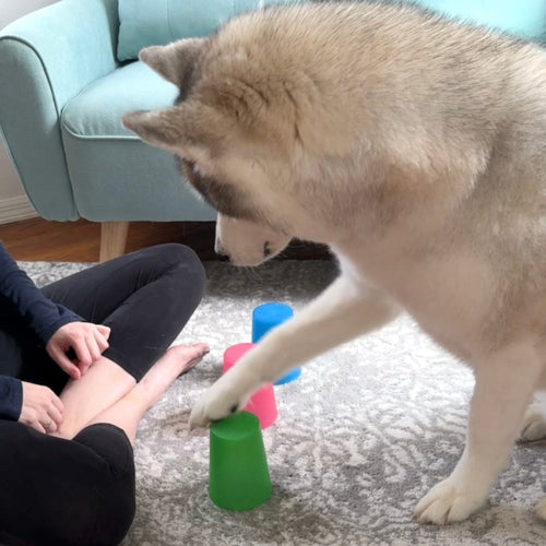 Mental Enrichment Dog Games Deck