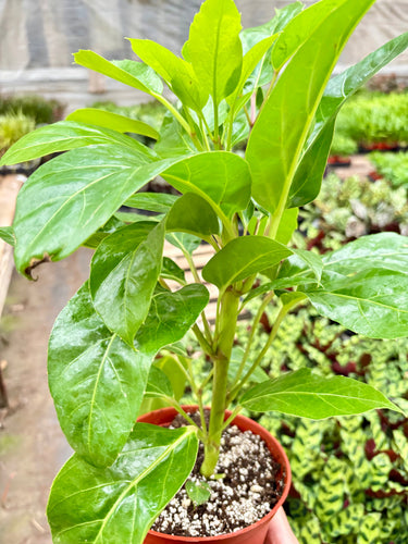Schefflera Actinophylla